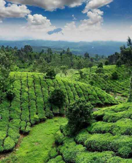 باغات چای